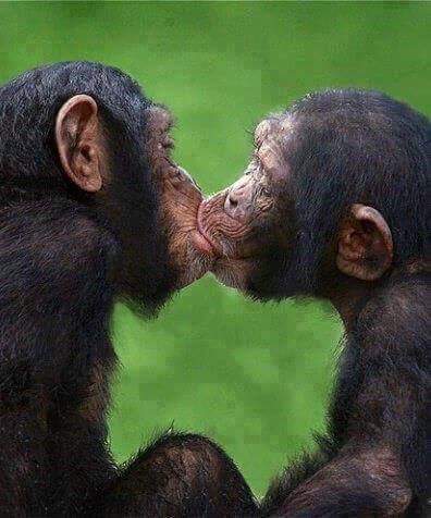 bonobos si baciano
