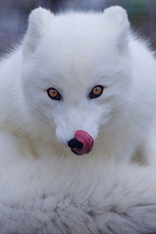 animali lupo bianco